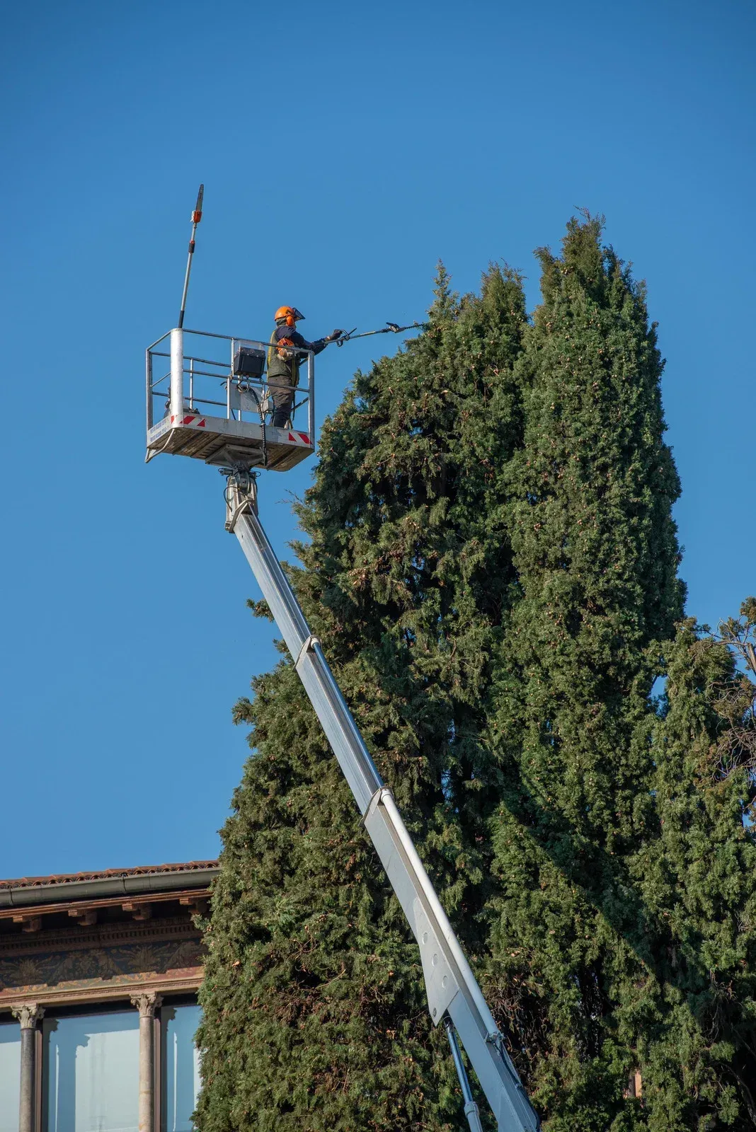 A man is cutting a tree in a garden.