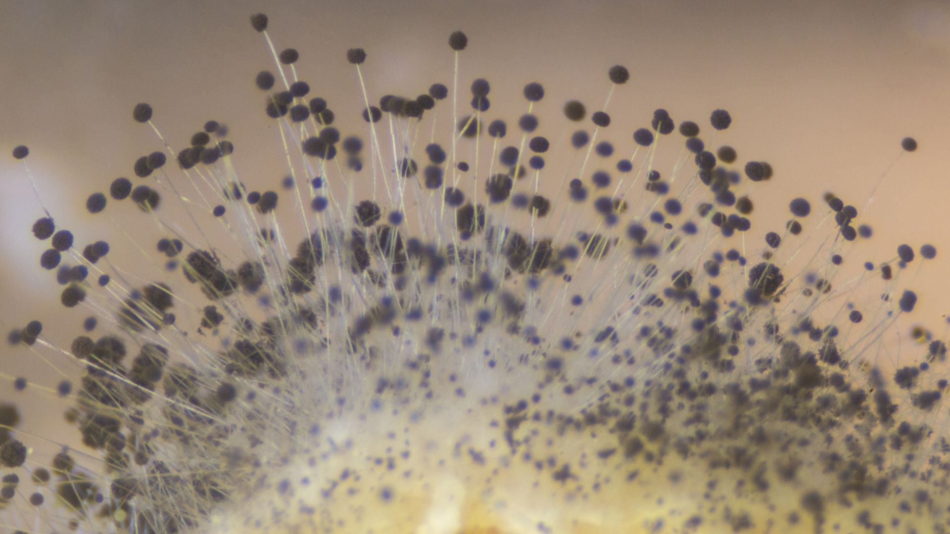a close-up of a mushroom with black spots on it.