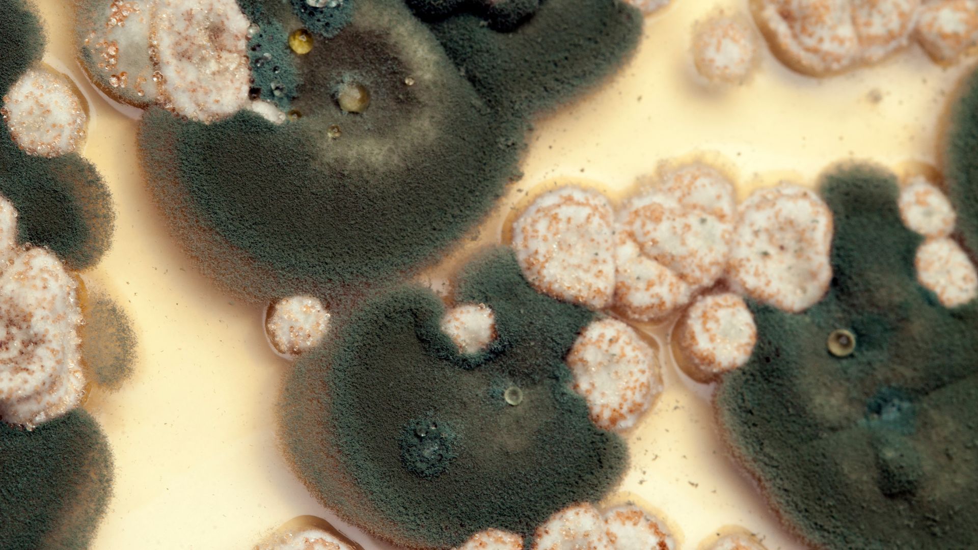 a close up of a mold growing on a piece of food .