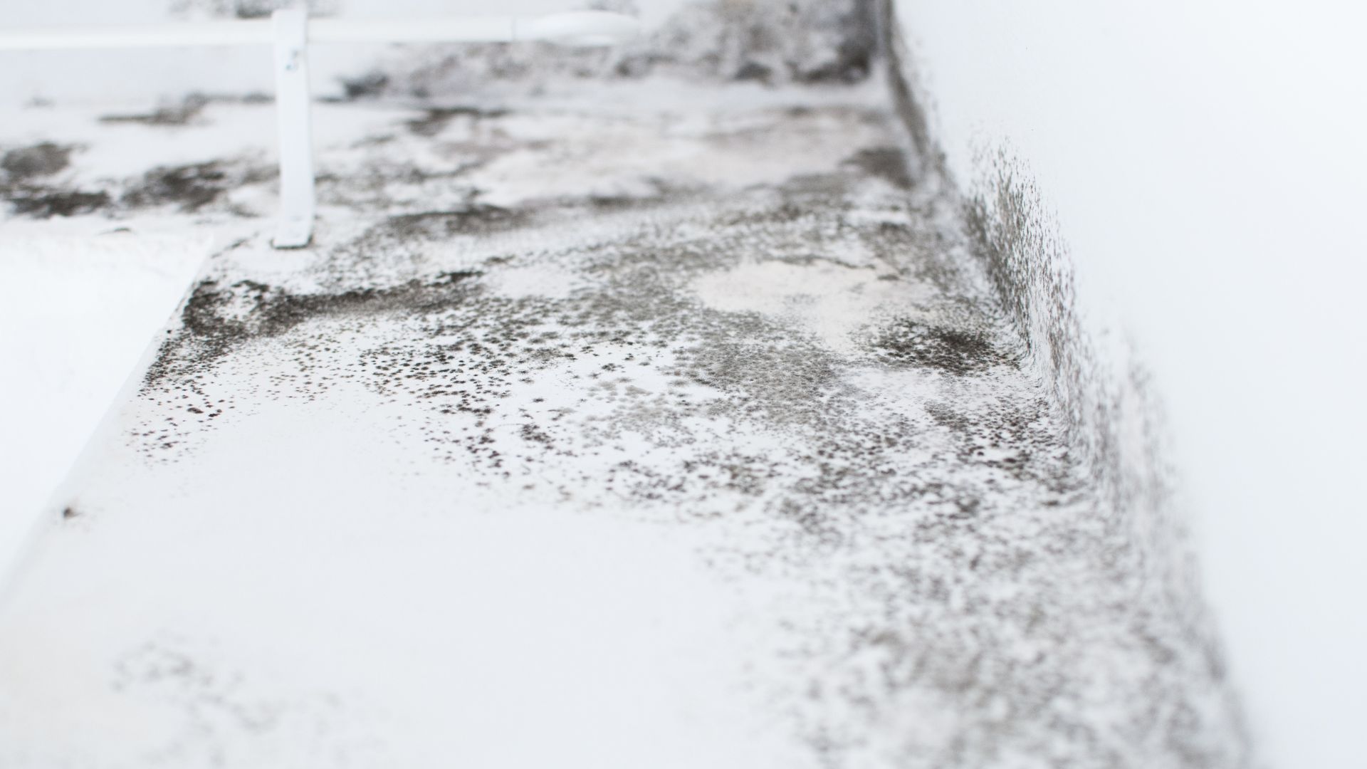 a black and white photo of a moldy wall .