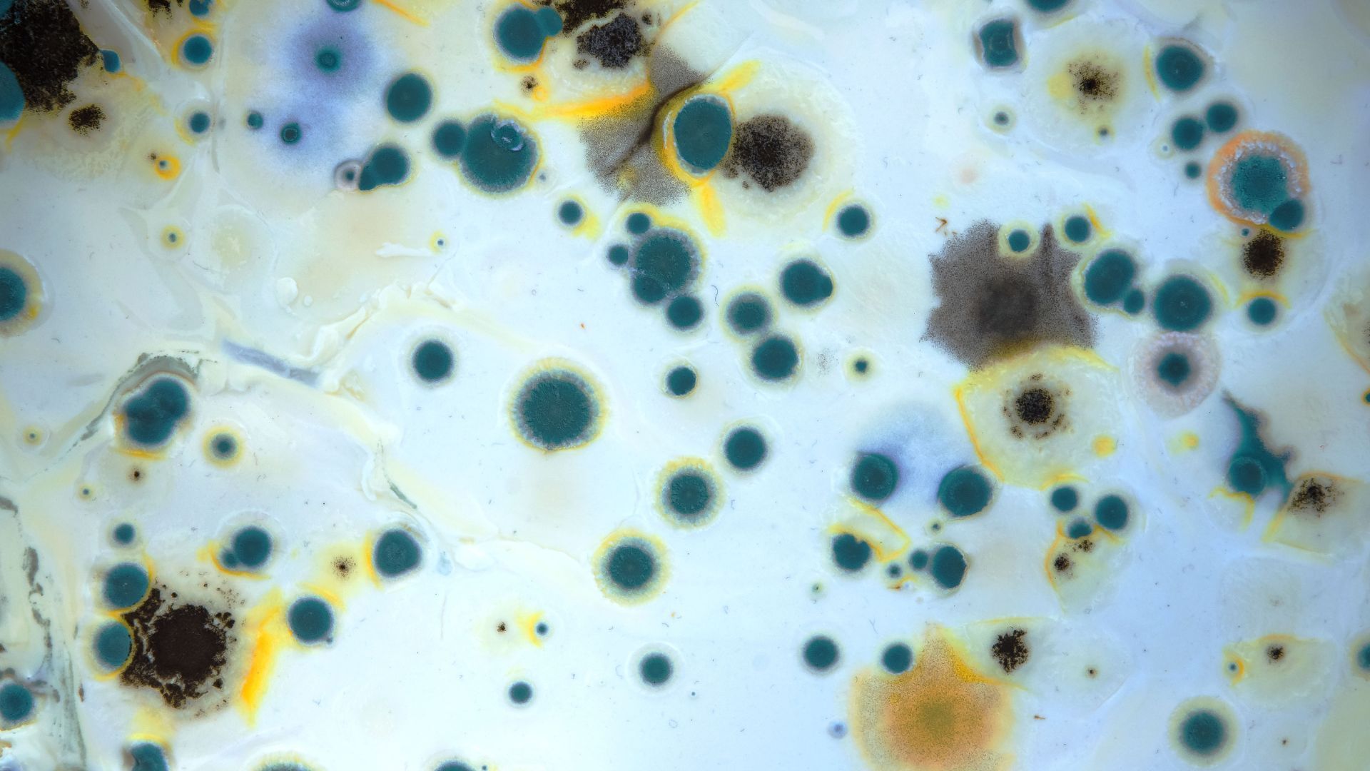 a close up of a mould growing on a white surface under a microscope .