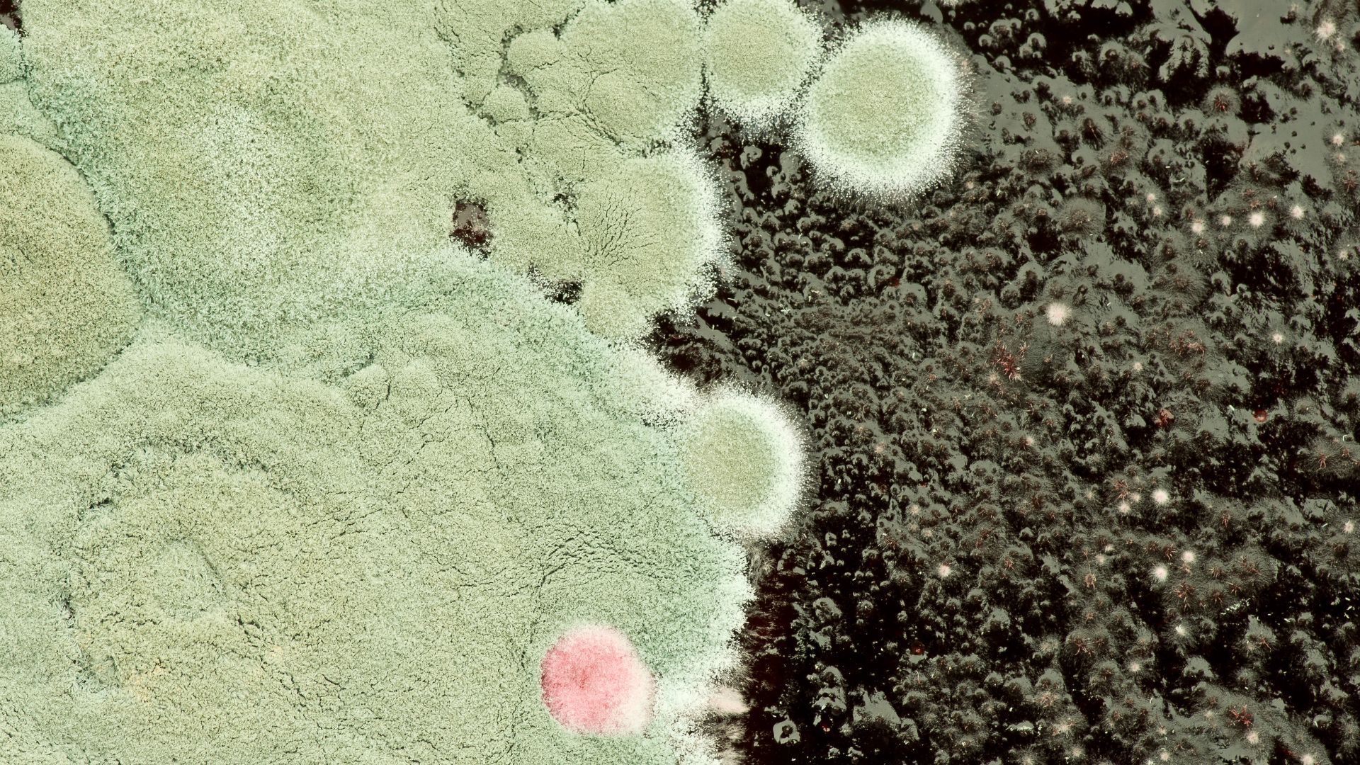 a close up of a piece of cake with mold growing on it .