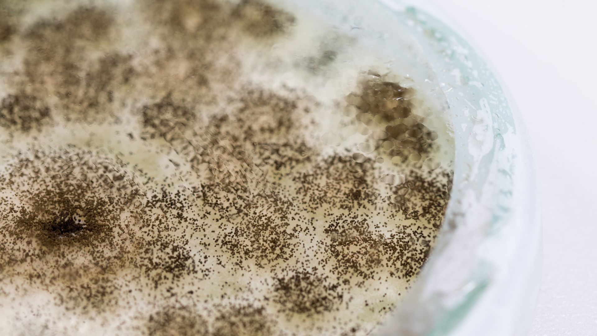 a close up of a mushroom growing in a petri dish .
