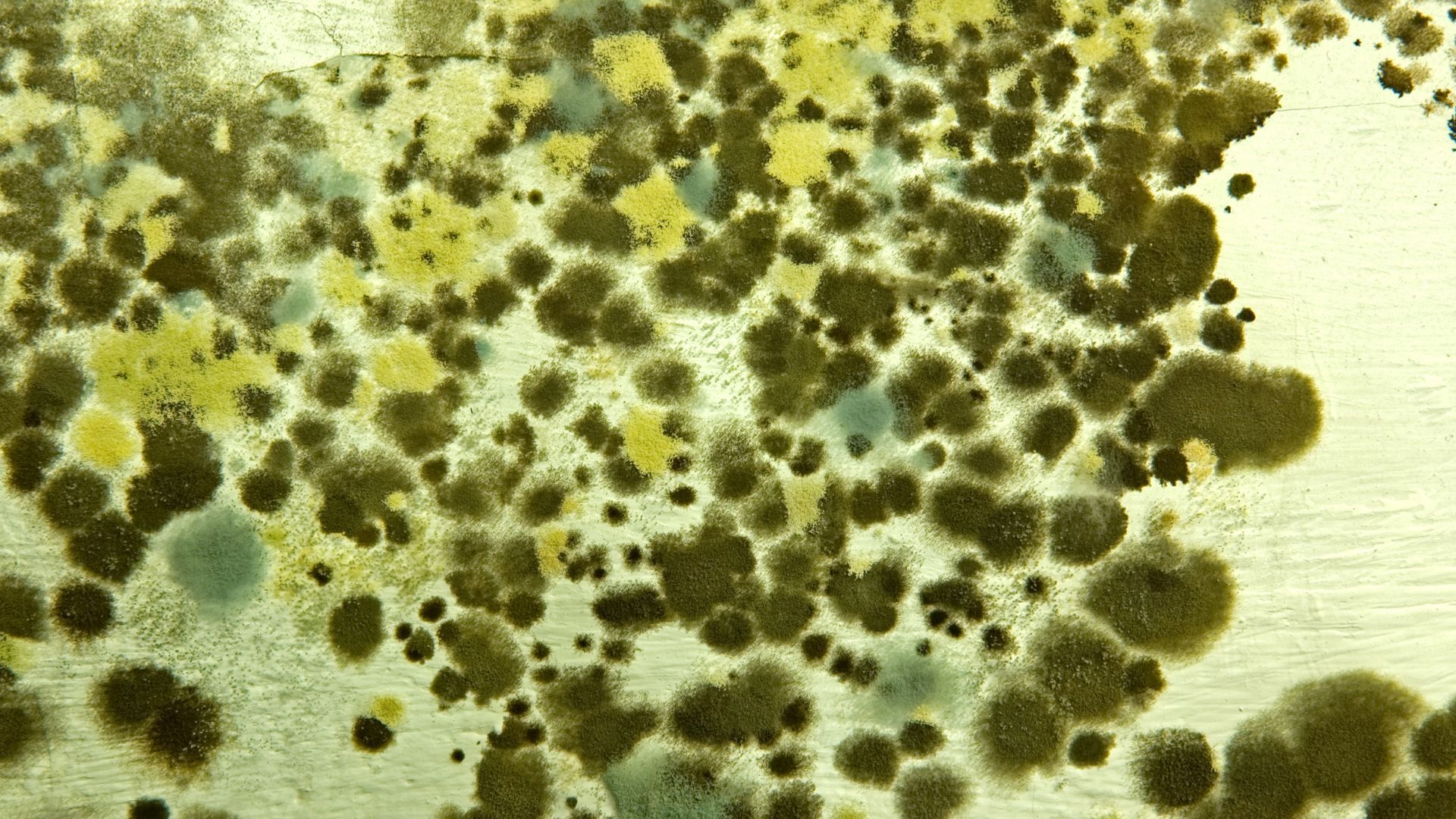 a close up of a mould growing on a surface .