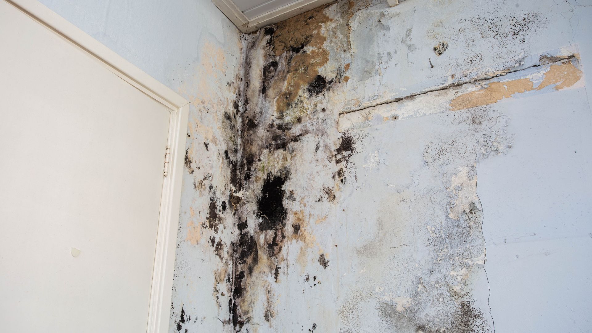 a corner of a wall with black mold growing on it .