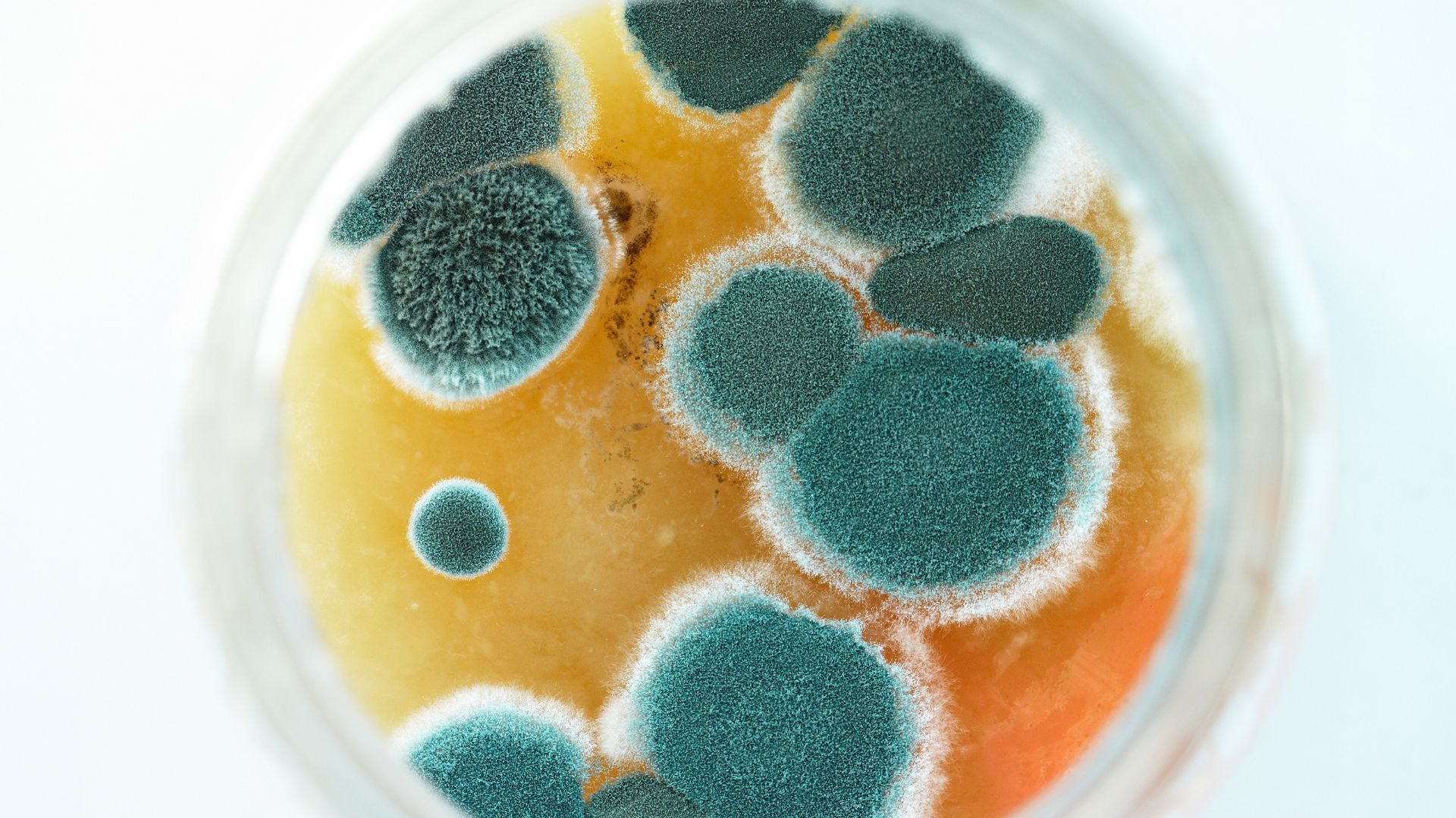 a close up of a petri dish filled with mold growing on an orange .