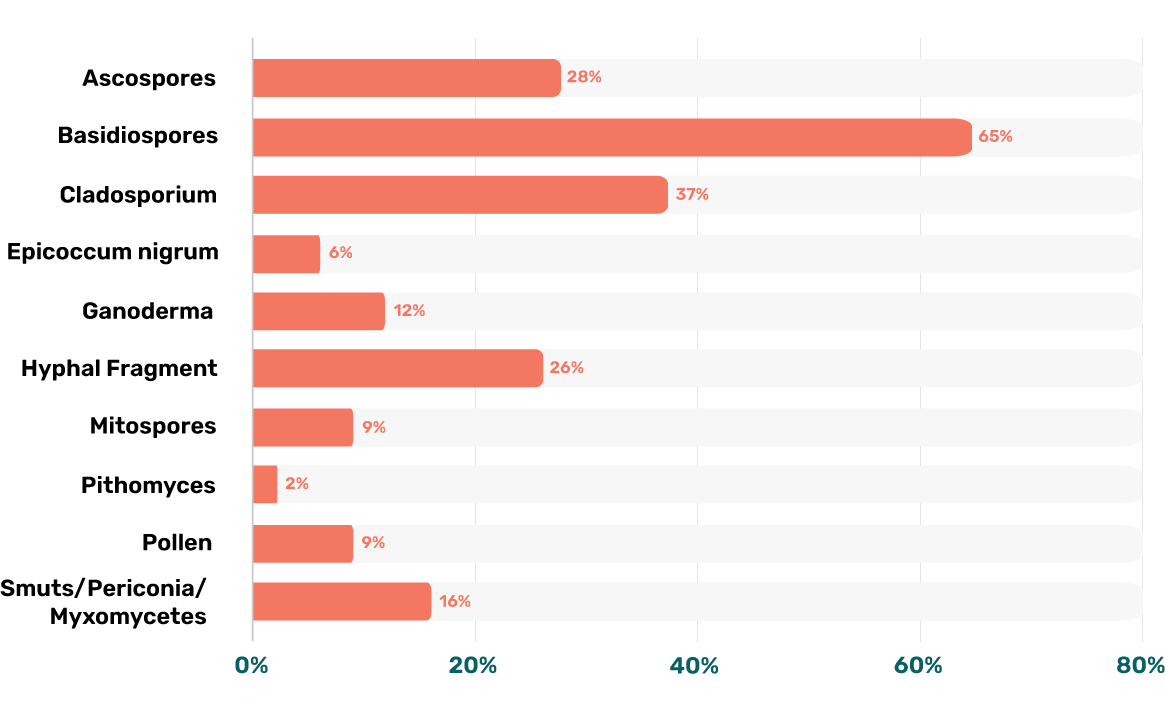 Most Common Mold Types in Kitchens