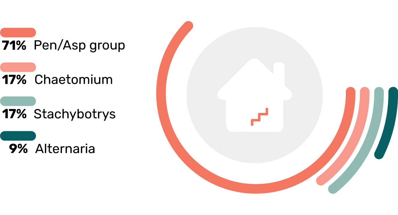 Toxic Mold Types in Basements