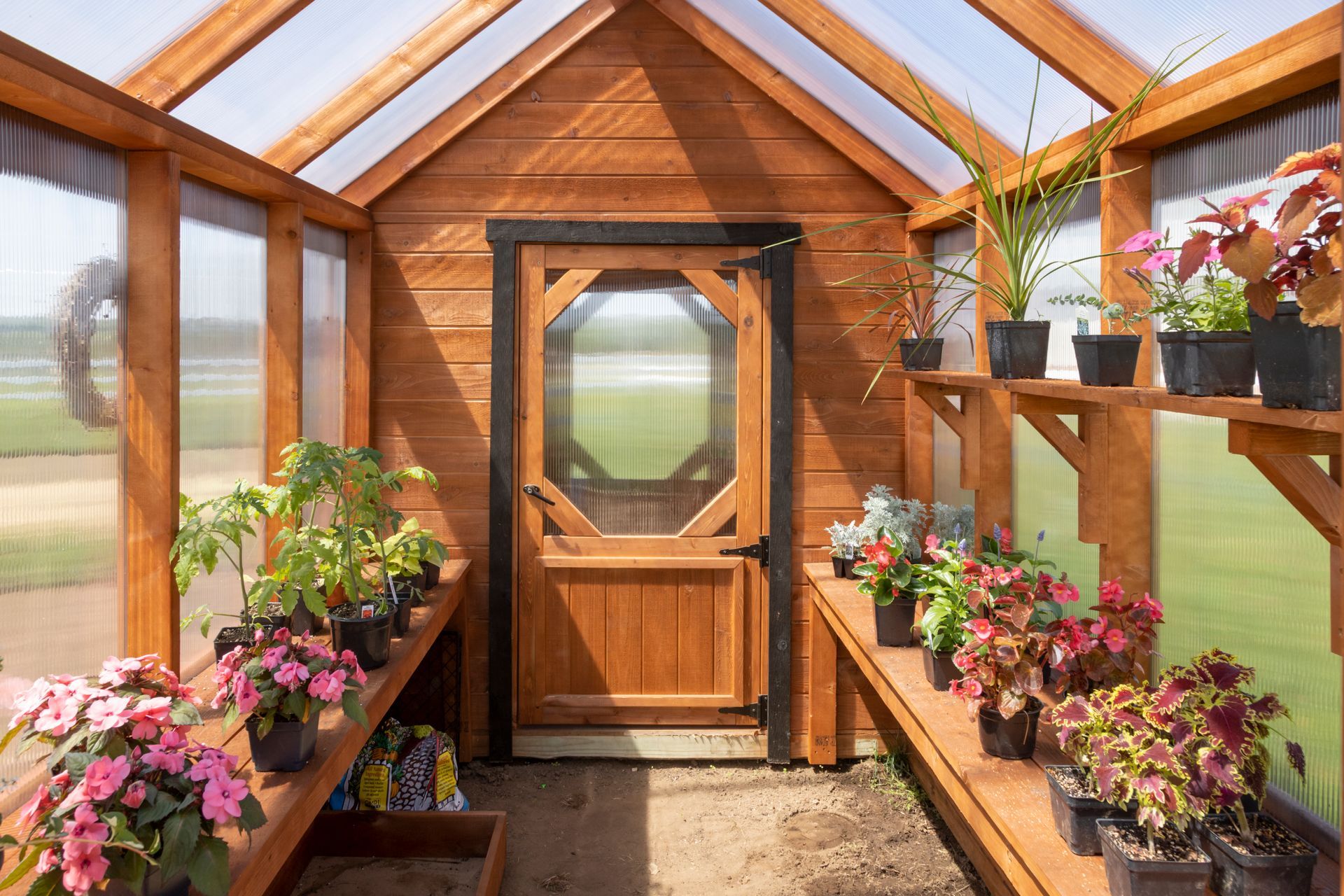 A sunny, wood-framed greenhouse with potting benches lined with colorful flowers and green plants.