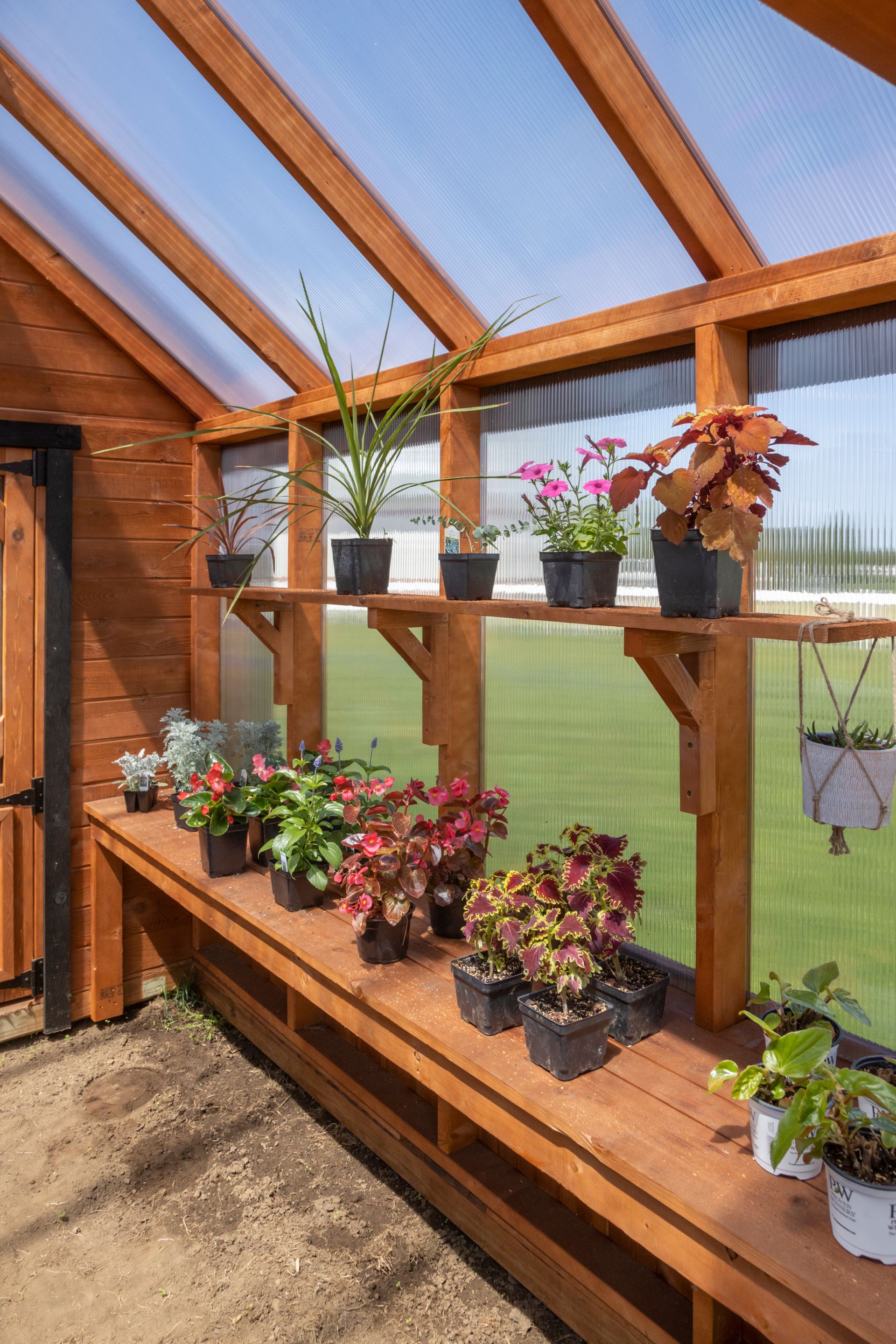 Wooden shelves in a greenhouse hold various potted plants under a slanted, translucent roof.