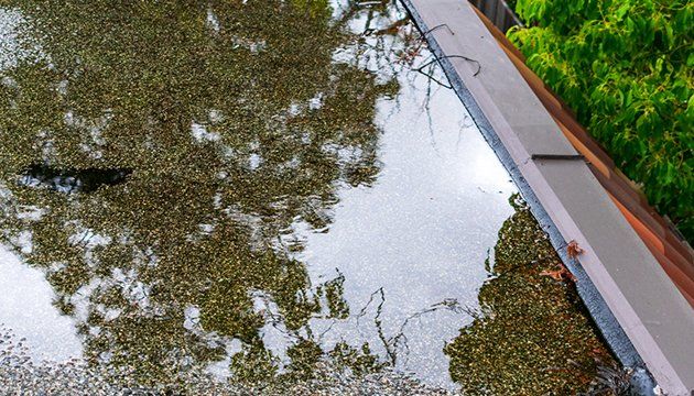 a puddle of water with trees reflected in it