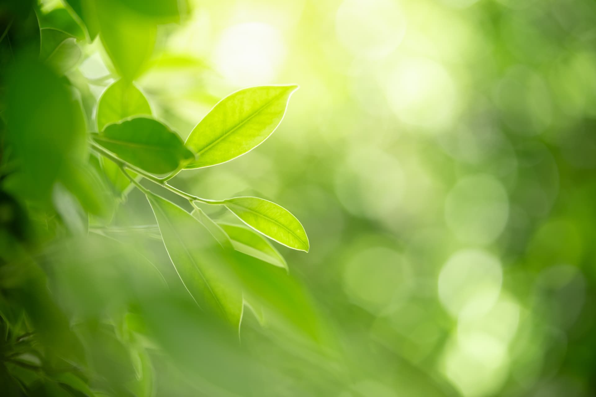 The sun is shining through the leaves of a tree.