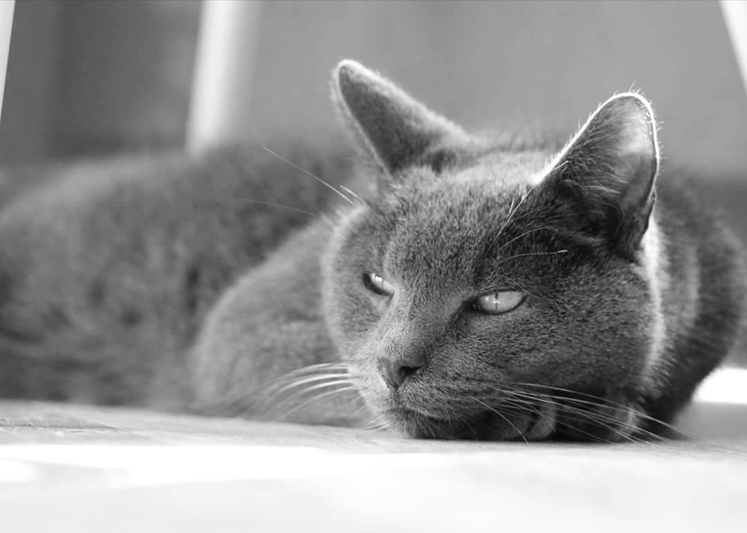 Grijze kat die met halfgesloten ogen rust op een oppervlak, met een wazige achtergrond.