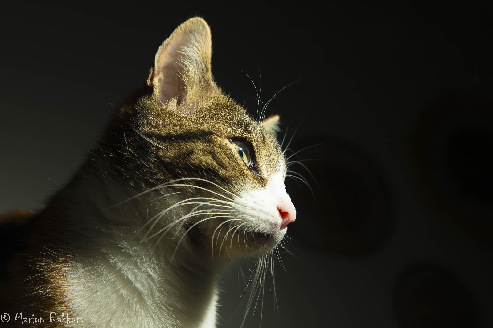 Kat met bruin-witte vacht, die met een serieuze uitdrukking naar rechts kijkt, verlicht door zonlicht.