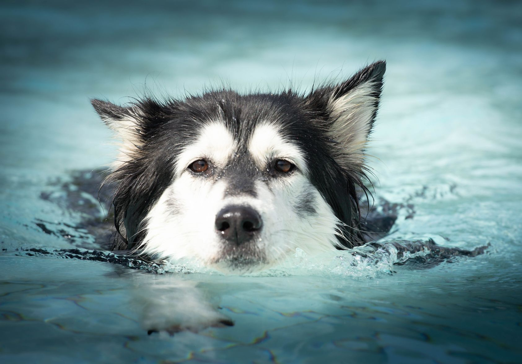 Een zwart-witte husky zwemt in een blauw zwembad en kijkt naar de camera.