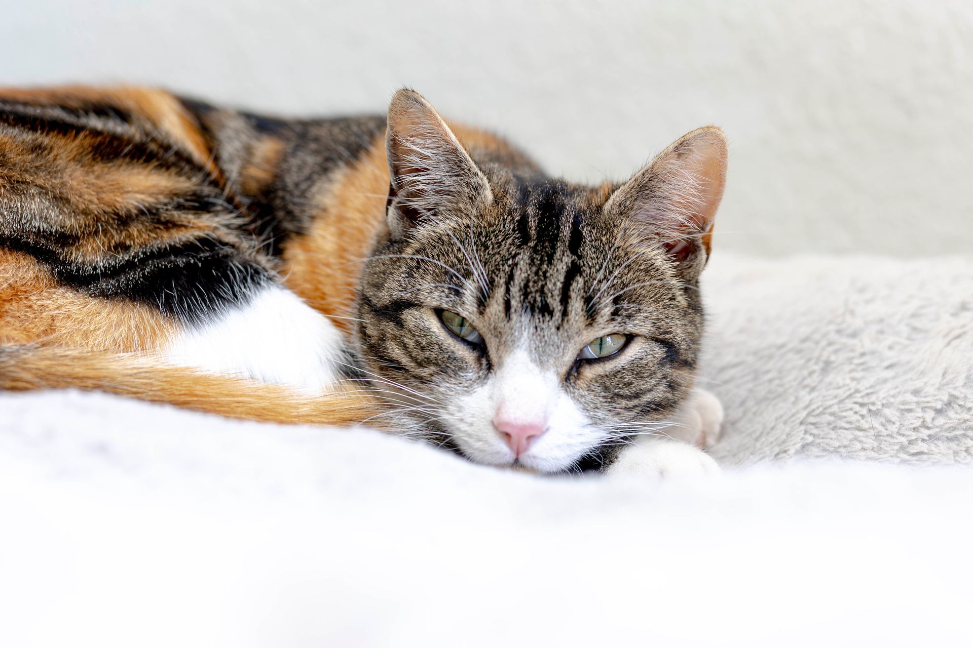 Een lapjeskat die rust op een wit, pluizig oppervlak; met een slaperige uitdrukking.