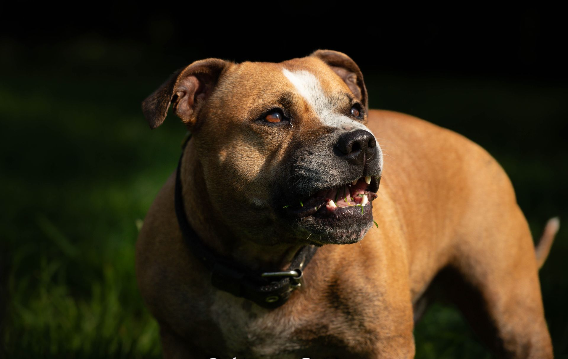 Een bruin-witte Amerikaanse Staffordshire Terrier, buiten, alert kijkend met een lichte glimlach.