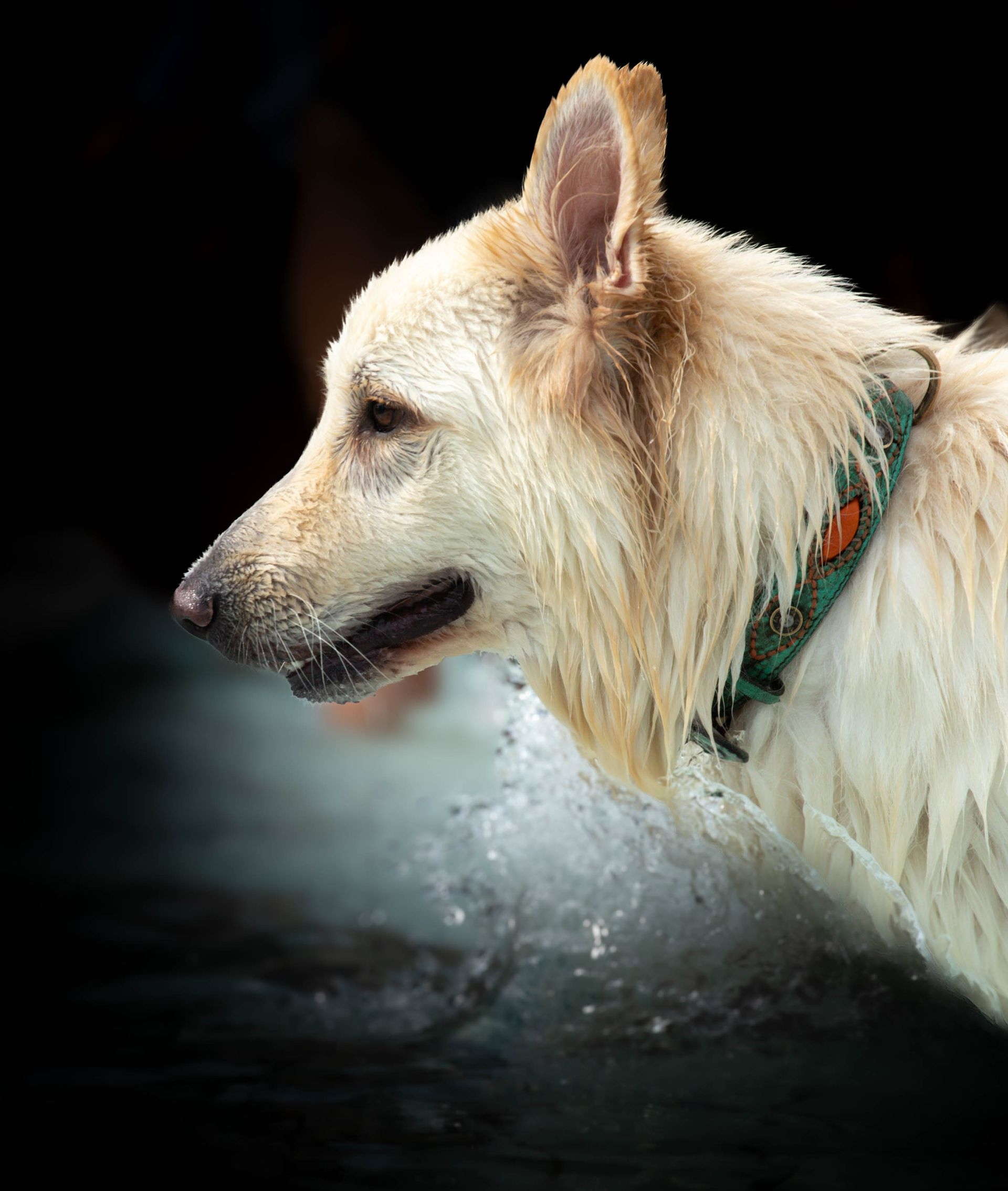 Witte hond die zich uitschudt, natte vacht, groene halsband. Waterspatten. Donkere achtergrond.