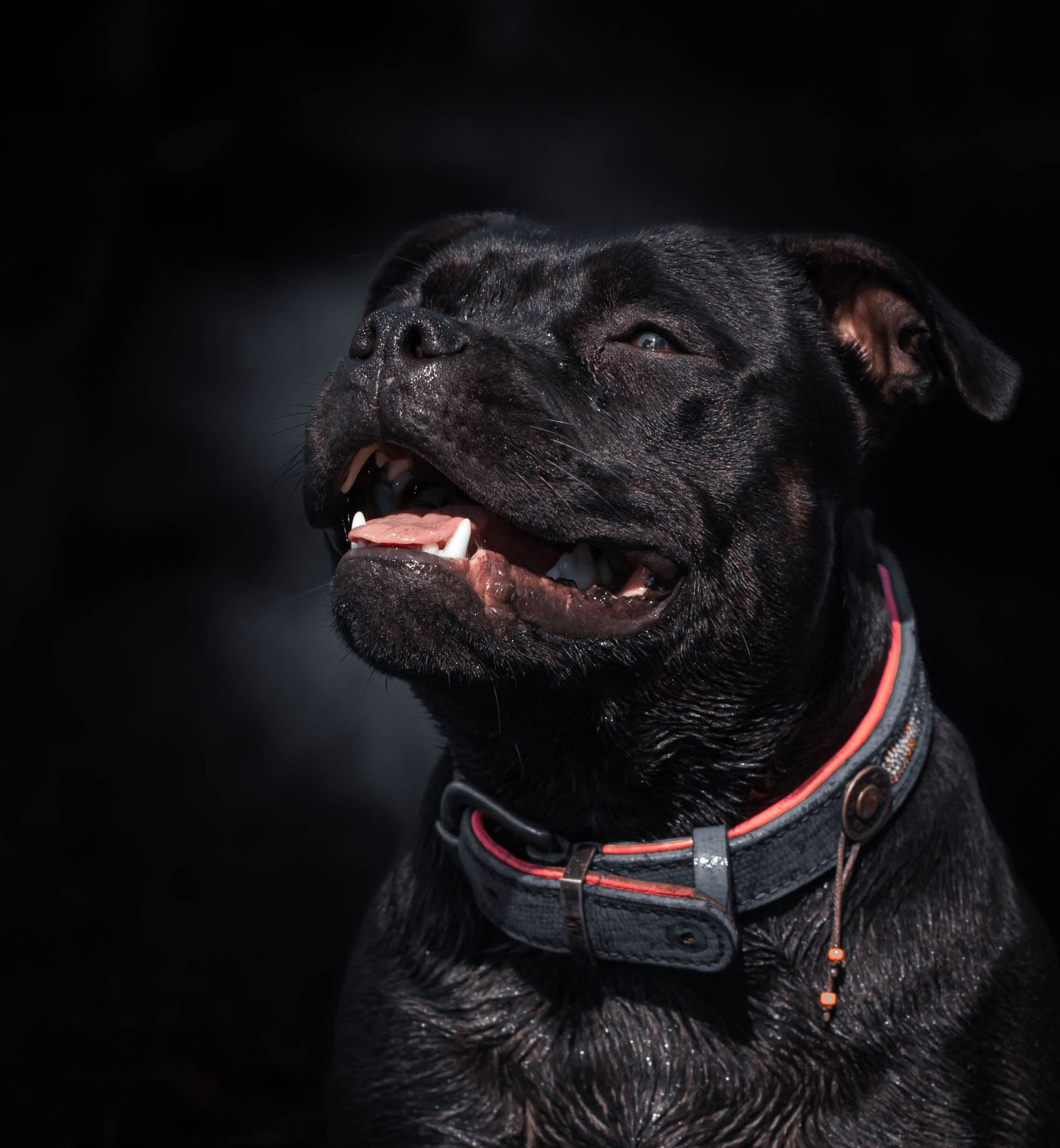Zwarte hond met halsband, kijkt omhoog en lacht tegen een donkere achtergrond.
