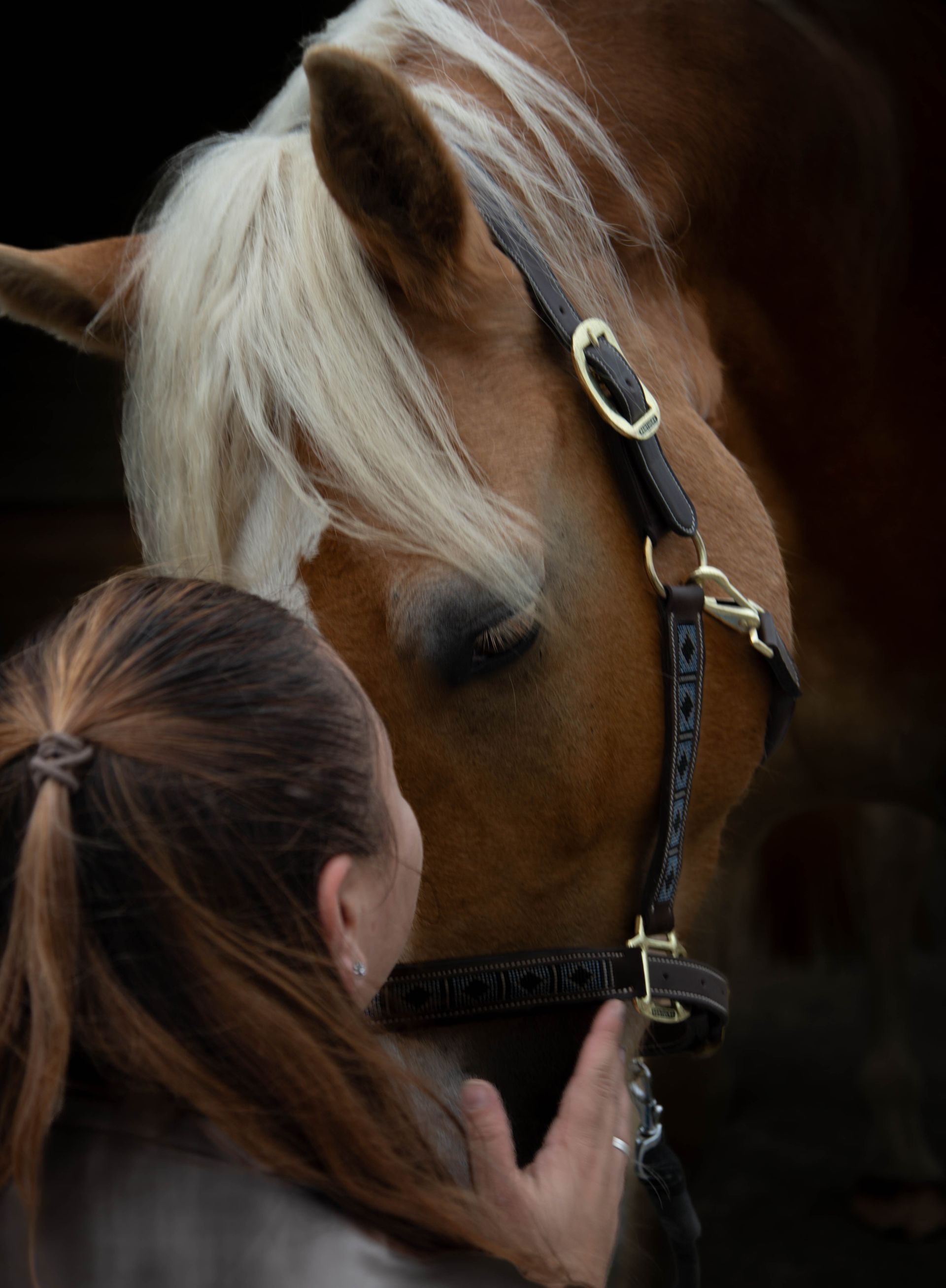 Vrouw aait een Palomino-paard met een halster om.