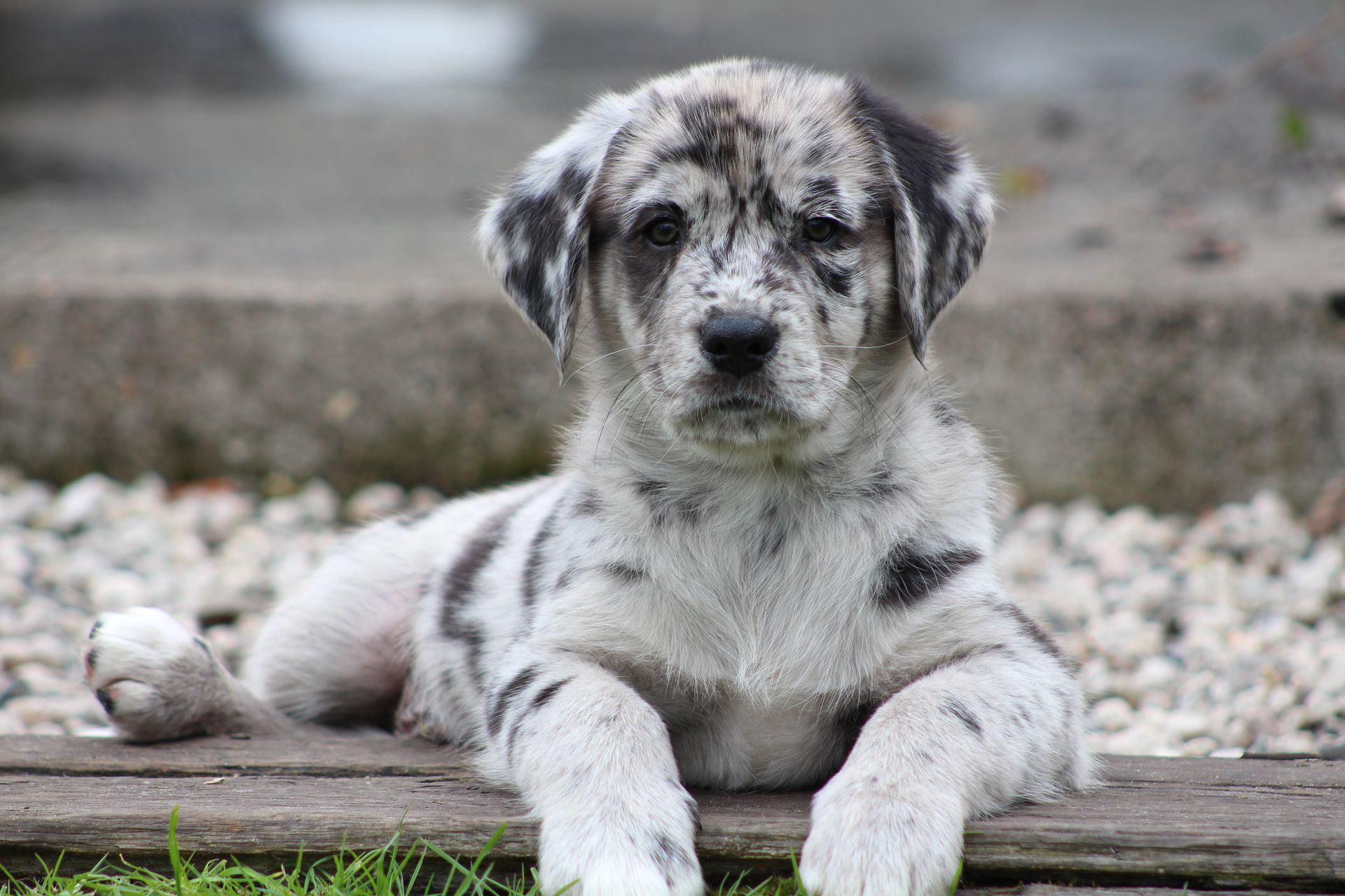 Gevlekte puppy, zwart-wit, ligt op hout en grind en kijkt voor zich uit.