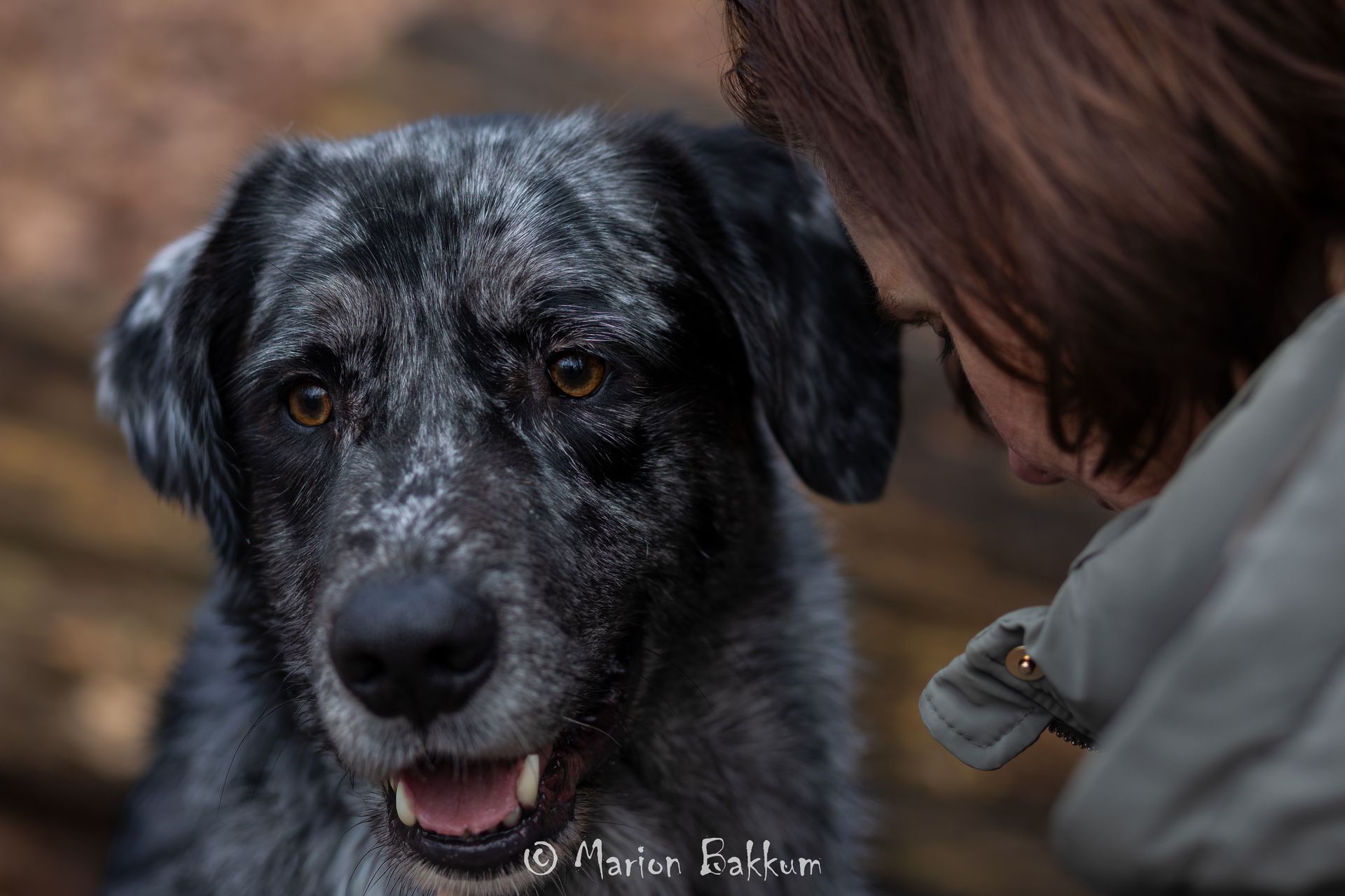 Een persoon leunt met zijn voorhoofd tegen een grijze, gevlekte hond, met een open, vriendelijke uitdrukking op zijn gezicht.