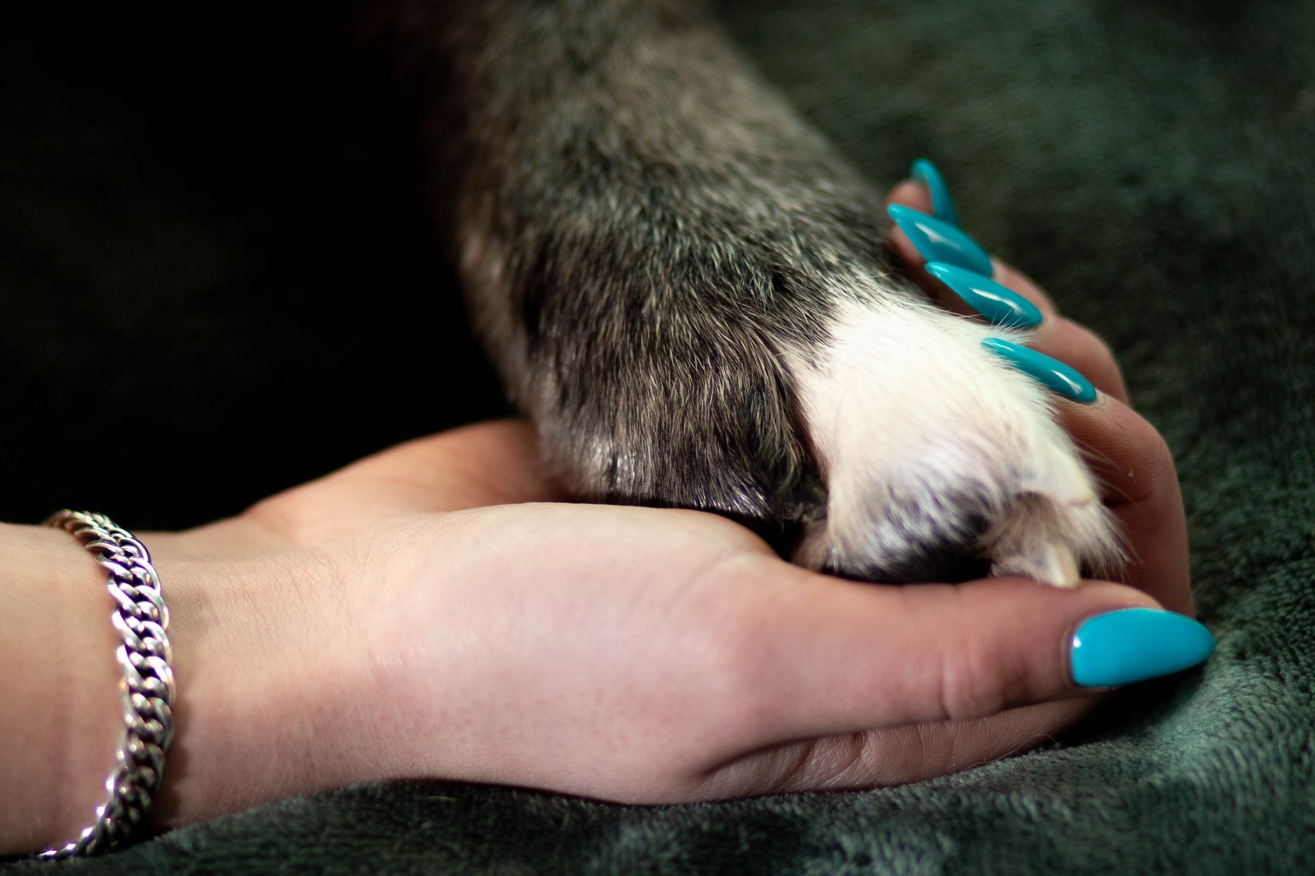 Een mensenhand houdt de poot van een hond vast; turquoise nagels en een zilveren armband zijn zichtbaar.
