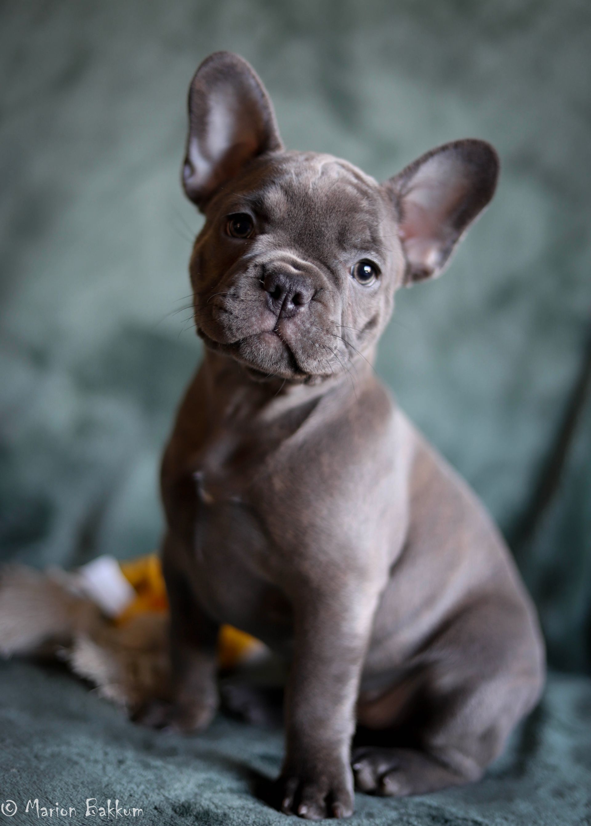 Een grijze Franse bulldogpuppy met gespitste oren zit voor zich uit te kijken tegen een groene achtergrond.