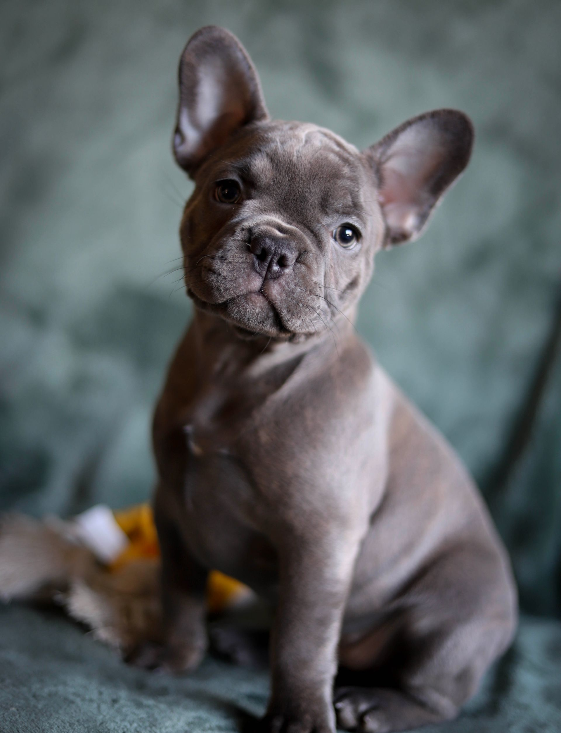 Een blauwe Franse bulldogpuppy zit er met een nieuwsgierige uitdrukking bij.