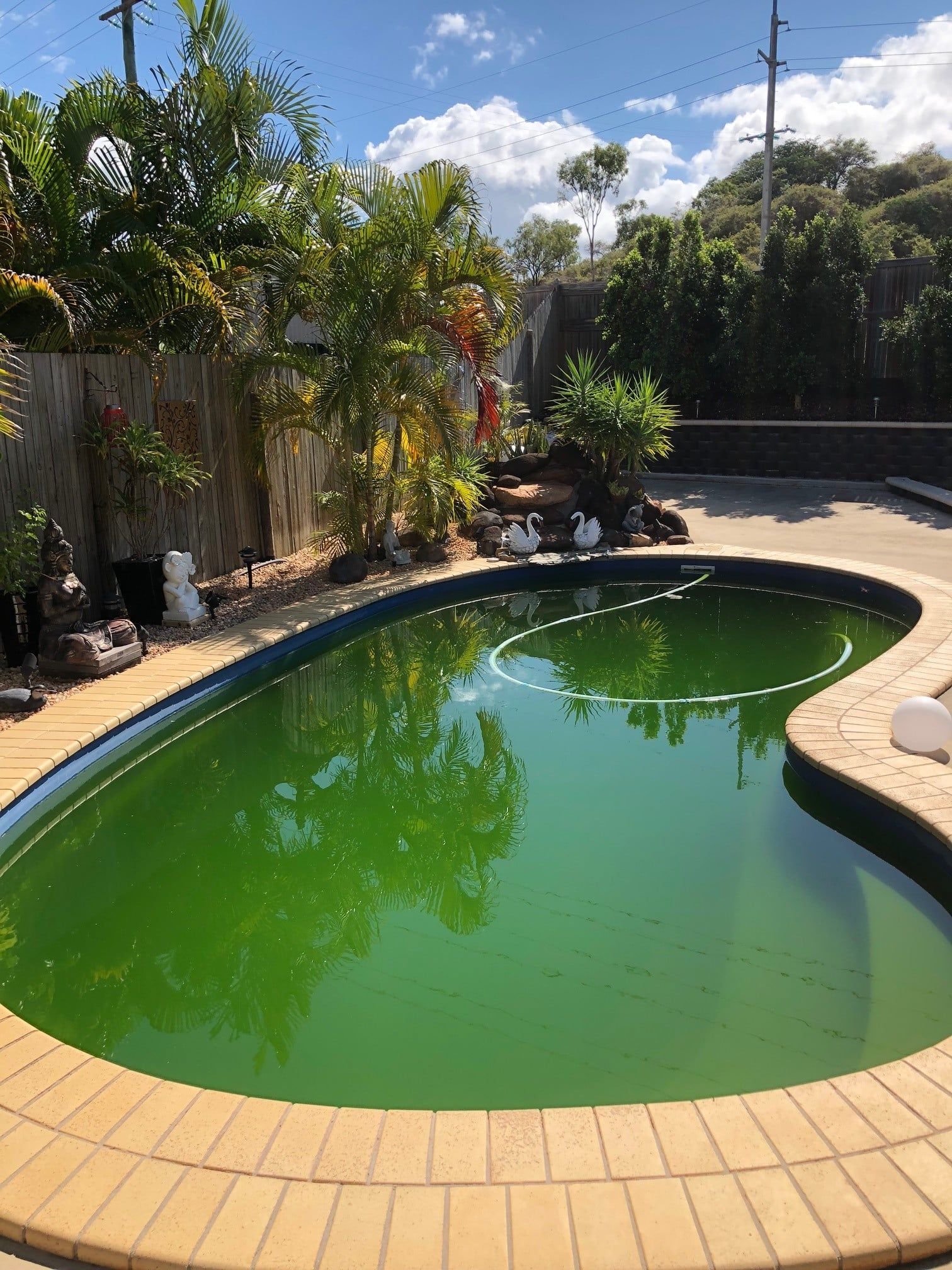 Green, Algae-filled Swimming Pool Surrounded — Ultra Clear Pool Care in Cranbrook, QLD