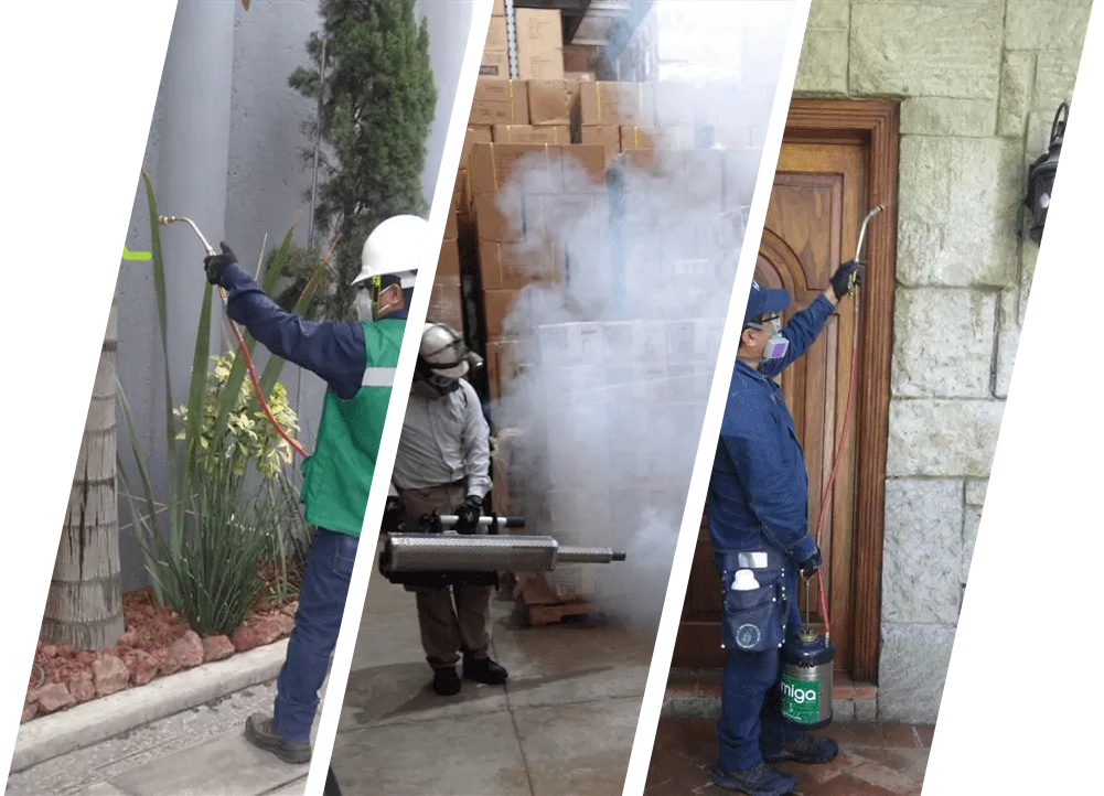 FUMIGA MÉXICO