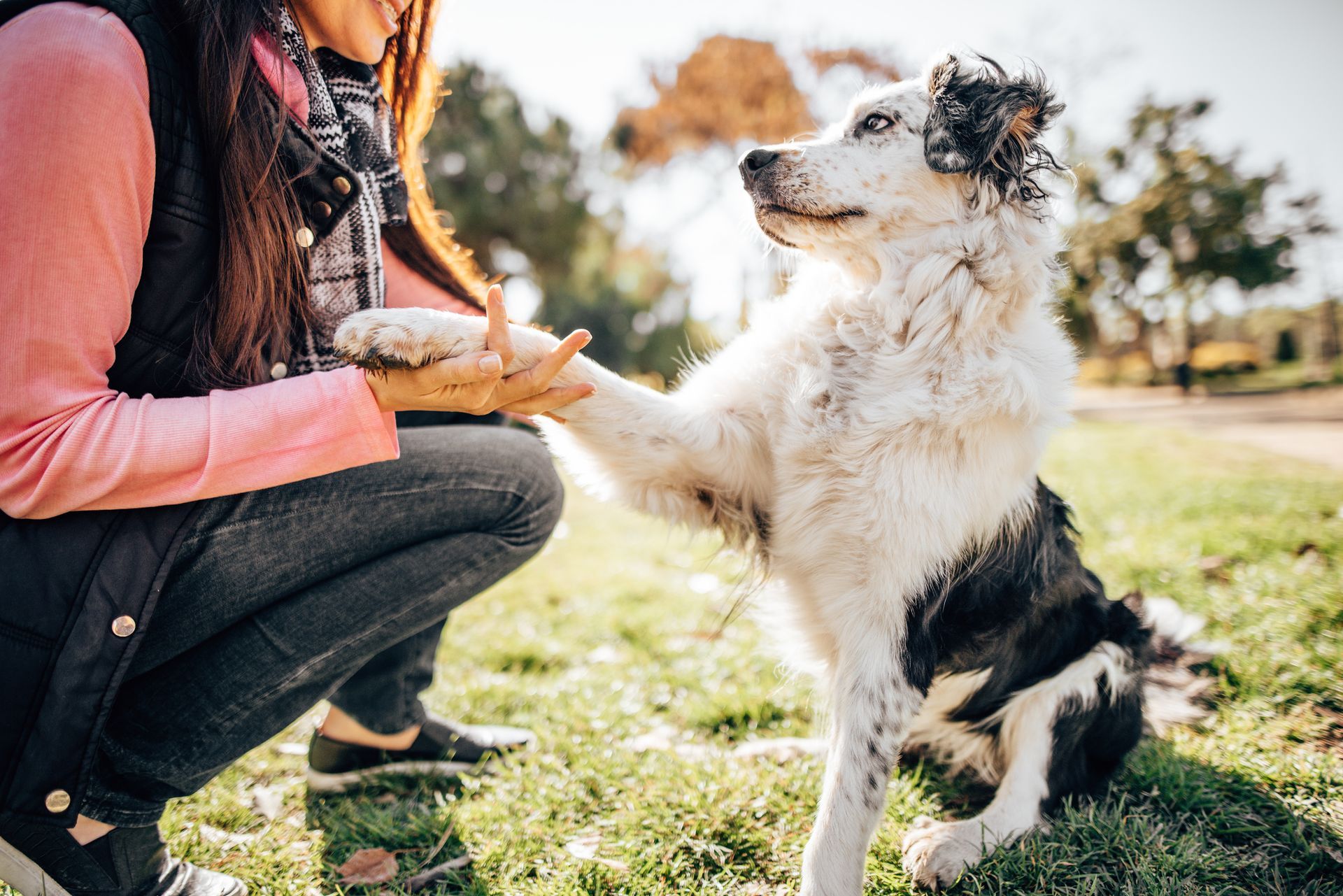 A woman is kneeling down and giving a paw to a black and white dog.