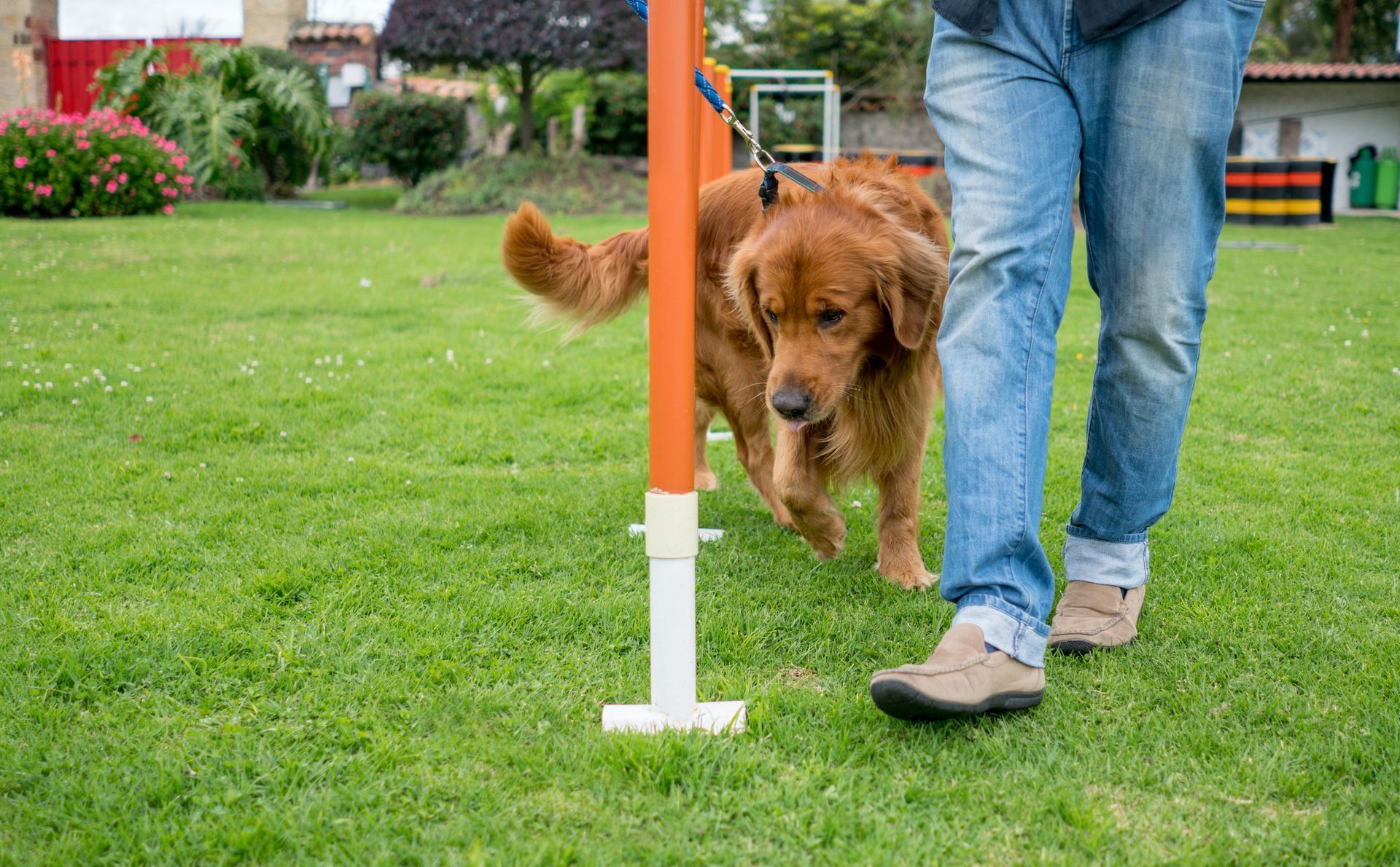 A man is walking a dog through a pole in a park.