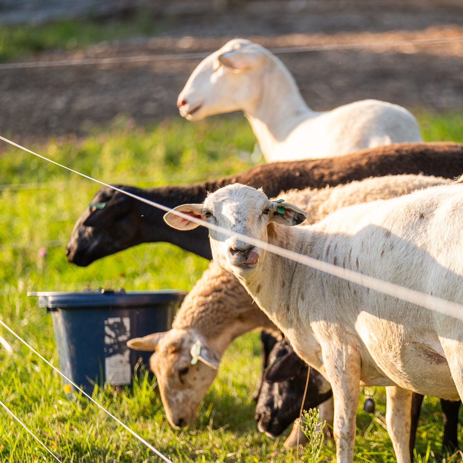 Grass-fed Katahdin Lamb