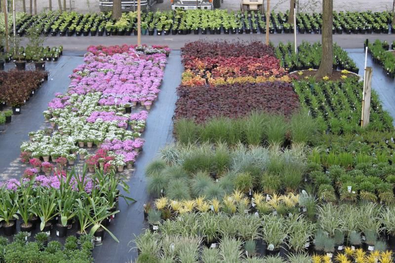 Herbaceous Perennials