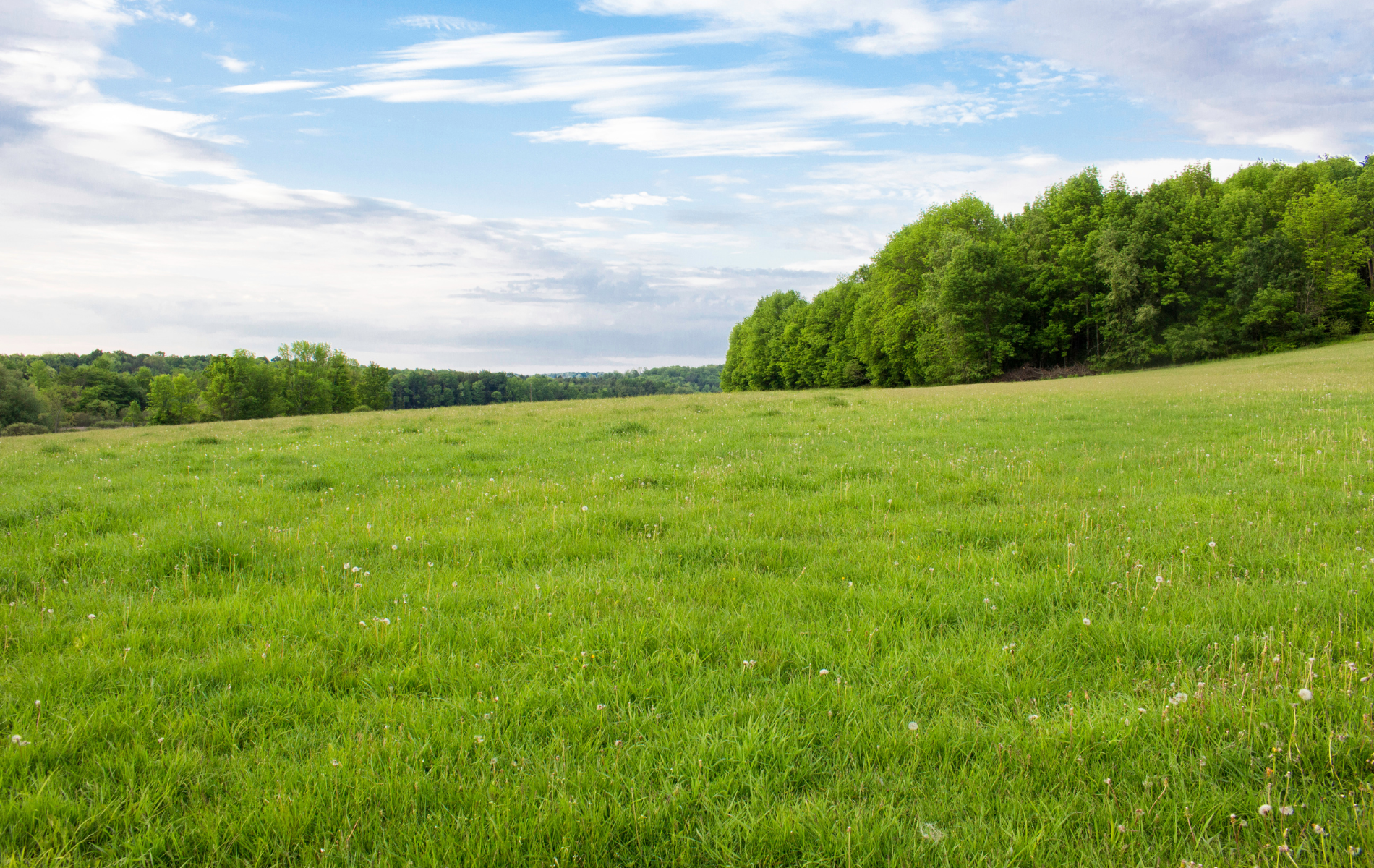 A lush green field with trees in the background on a cloudy day.