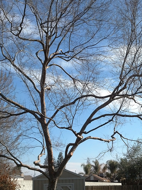Tree Trimming and Pruning — Chinese Pistache in Hanford, CA