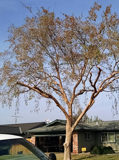 Residential Tree Cutting  — Big Tree Ready To Remove in Hanford, CA