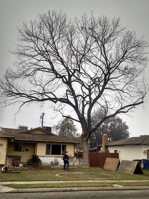 Brush Trimming  — Worker Cleaning At The Big Tree Area in Hanford, CA