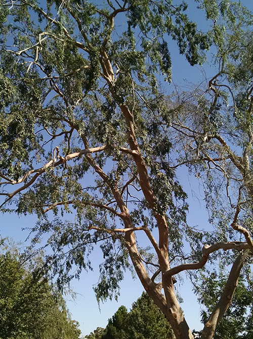 Trim  — Trimming Branches Of Tree in Hanford, CA