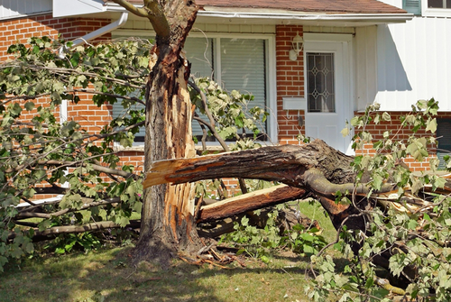 Tree Removal — Emergency Tree Removing in Hanford, CA