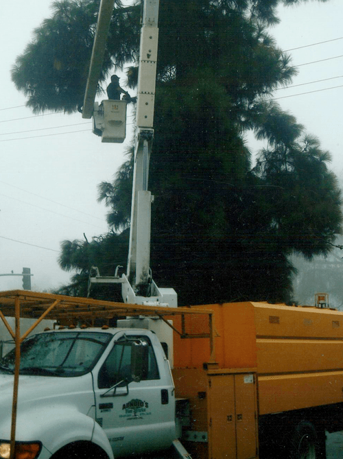Tree Service Truck  — Company Truck  in Hanford, CA