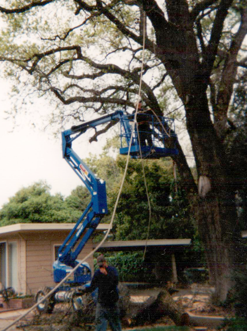 Tree Trimming — Trimming Machine in Hanford, CA