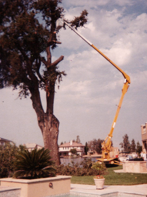 Tree Cutting  — Tree Service At Residential Using Heavy Equipment in Hanford, CA