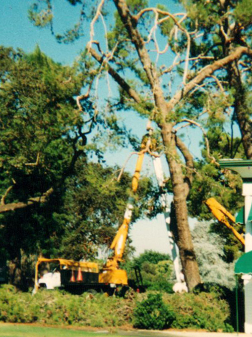 Tree Removal — Cutting Tree in Hanford, CA