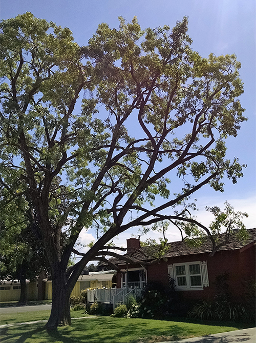 Tree Trimming  — Modesto Ash in Hanford, CA