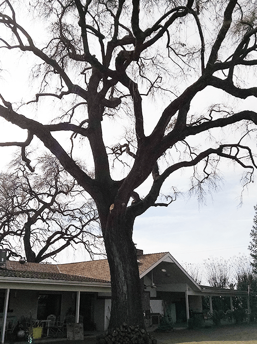 Trees Trim — Old Tree At Residential House in Hanford, CA