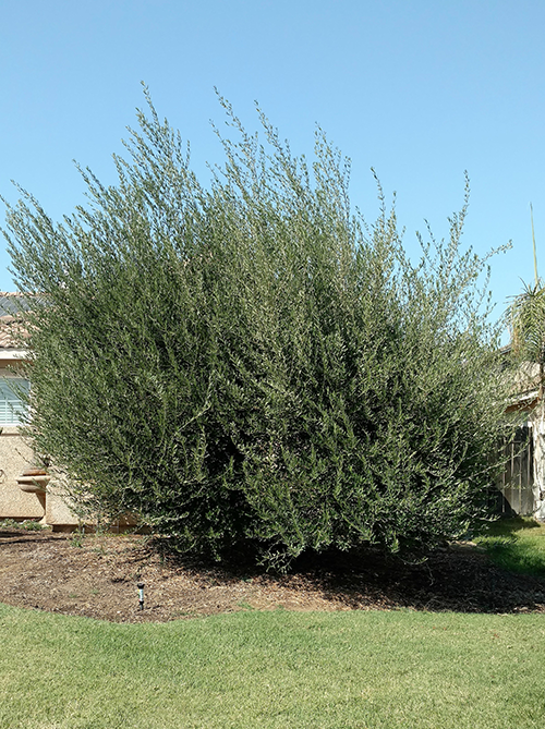 Brush Clean Up — Cleaning Bush in Hanford, CA