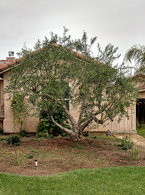 Brush Cleaning — Bush Beside House in Hanford, CA