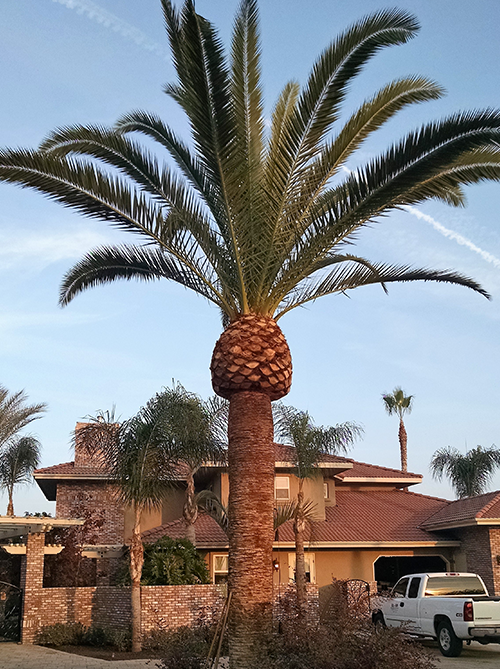 Tree Topping — Close Up View Of A Tree in Hanford, CA